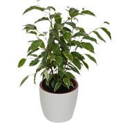 Ficus Golden King + Cubremaceta Blanca